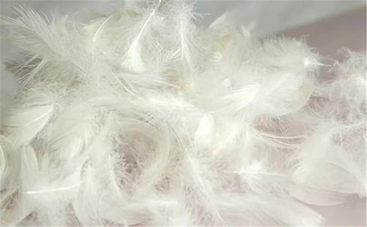 鵝毛進口報關代理公司 鵝毛進口報關