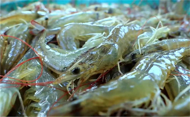 越南水產(chǎn)品進口報關(guān)