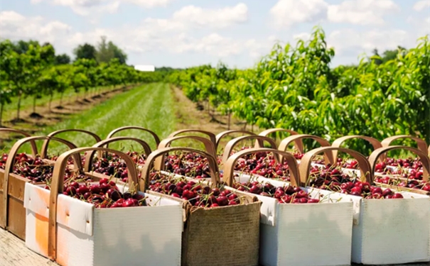 智利櫻桃進口清關 智利櫻桃進口清關