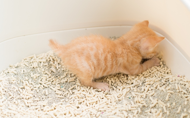 進口貓砂清關代理流程和資料 進口貓砂清關代理