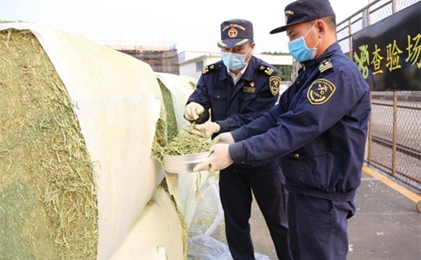 苜蓿草進(jìn)口報(bào)關(guān)注意事項(xiàng)有哪些? 苜蓿草進(jìn)口報(bào)關(guān)