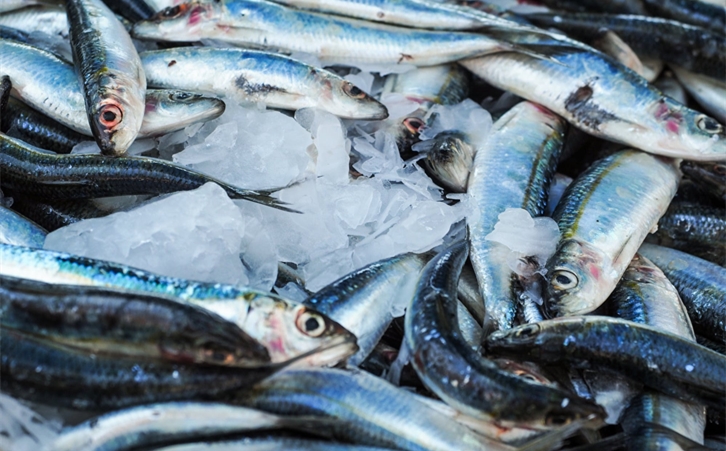 加拿大冷凍魚進口報關 加拿大冷凍魚進口報關一站式進口代理公司