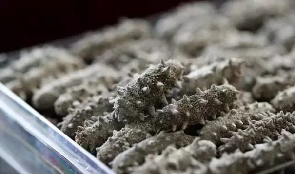 1638263478457227.jpg 進口干海參報關必看指南_進口干海參資質_副本.jpg