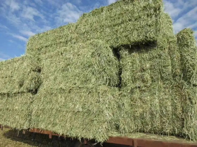 1652870373784806.png 大連苜蓿草進口清關(guān).png